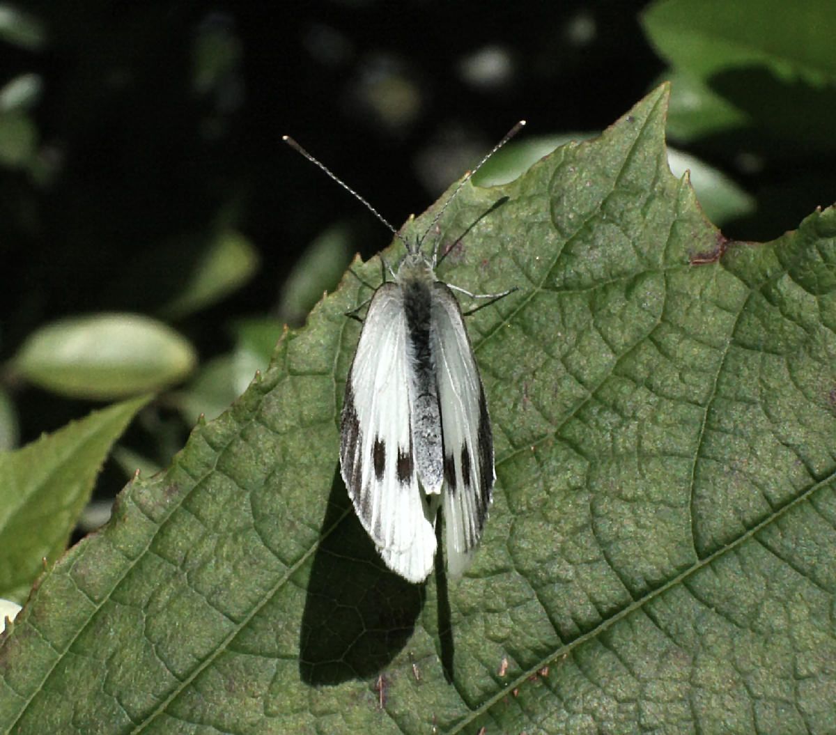 Pieris brassicae ?